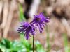 Soldanella alpina