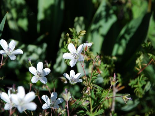 Fleurs