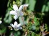 Geranium rivulare