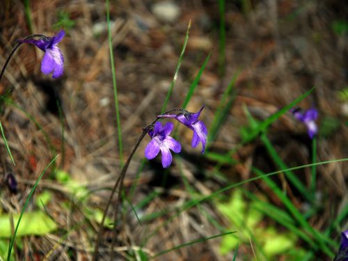 Fleurs