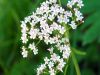 Valeriana tripteris