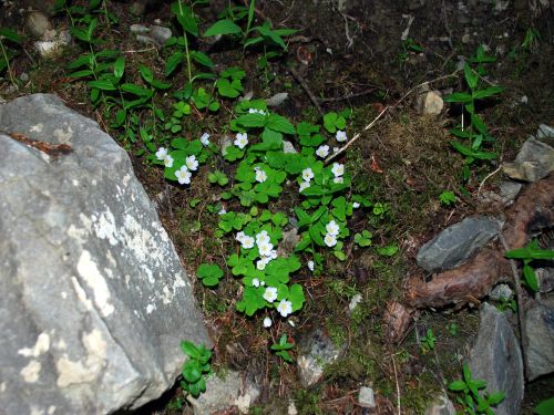 Fleurs