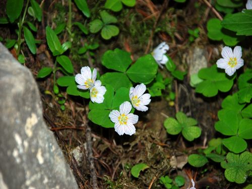 Fleurs