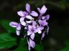 Cardamine pentaphyllos