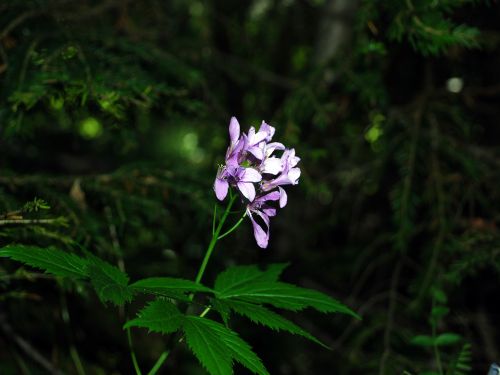 Fleurs