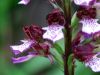 Orchis purpurea