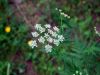 Chaerophyllum villarsii