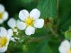 Potentilla rupestris