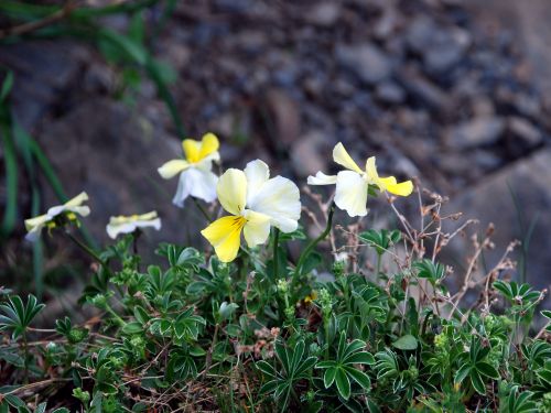 Fleurs