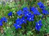 Gentiana verna