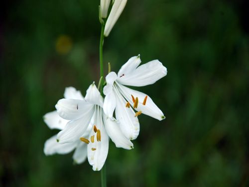 Fleurs