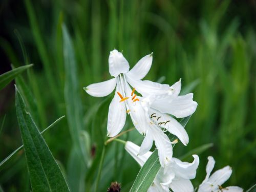 Fleurs