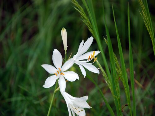 Fleurs