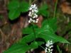 Maianthemum bifolium