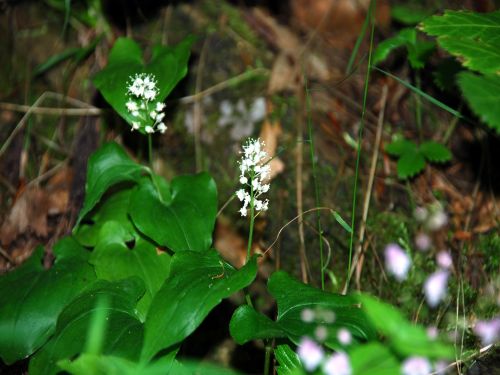 Fleurs