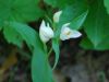 Cephalanthera damasonium