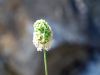 Sanguisorba minor