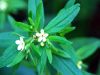 Lithospermum officinale