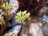 Sedum anopetalum