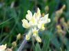 Oxytropis pilosa