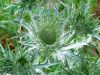 Eryngium spinalba