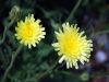 Crepis albida