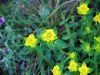 Euphorbia flavicoma