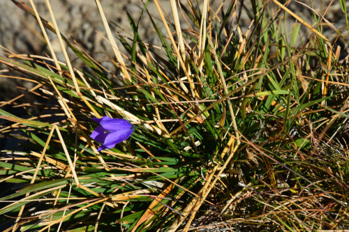 Fleurs