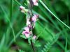 Pedicularis rostratospicata