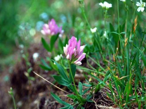 Fleurs