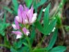 Trifolium alpinum