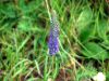 Veronica spicata