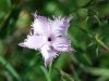 Dianthus hyssopifolius