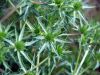 Eryngium campestre