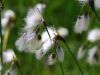 Eriophorum angustifolium