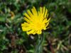 Hieracium glaucum