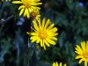 Senecio doronicum