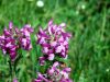 Pedicularis gyroflexa