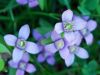 Gentianella campestris