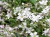 Gypsophila repens