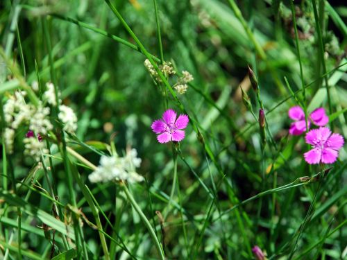 Fleurs