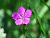 Dianthus deltoides