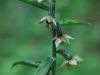 Epipactis helleborine