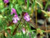 Galeopsis angustifolia