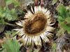 Carlina acanthifolia