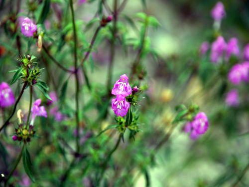 Fleurs