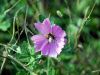 Malva moschata