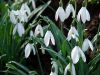 Galanthus nivalis