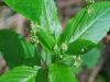 Mercurialis perennis