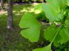 Ginkgo biloba